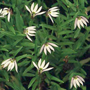 Lobelia chinensis