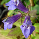 Lobelia siphilitica Blaue Auslese