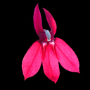 Lobelia speciosa 'Ruby Slippers'