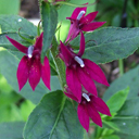 Lobelia speciosa 'Sparkle Devine'