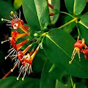 Lonicera henryi DJHC 070