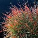 Luzula 'Ruby Stilleto'