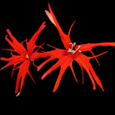 Lychnis wilfordii