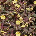 Lysimachia ciliata v. purpurea