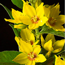 Lysimachia punctata