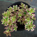 Lysimachia punctata 'Alexander'
