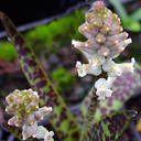 Lachenalia fistulosa