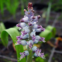 Lachenalia pustulata blue