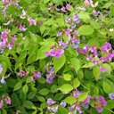 Lathyrus vernus