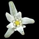 Leontopodium palibinianum