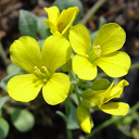 Lesquerella ovalifolia