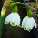 Leucojum aestivum