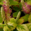 Leucosceptrum stellipillum