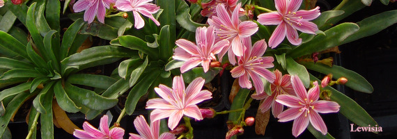 Lewisia