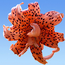 Lilium lancifolium 'Flore Pleno'