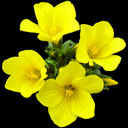 Linum capitatum