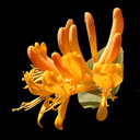 Lonicera x tellmanniana