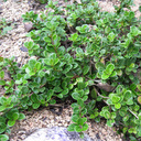 Lonicera crassifolia