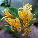Lonicera crassifolia