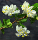 Lonicera fragrantissima