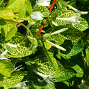 Lonicera japonica aureoreticulata