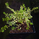 Lonicera nitida 'Lemon Beauty'