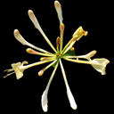 Lonicera periclymenum 'Sweet Sue' Lonicera periclymenum 'Sweet Sue'