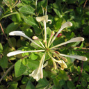 Lonicera periclymenum 'Sweet Sue'