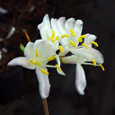 Lonicera standishii