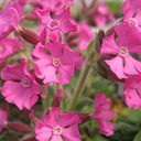 Lychnis flos-cuculi conjesta