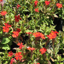 Lychnis miqueliana