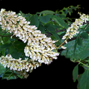 Maackia amurensis