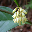 Maesa japonica