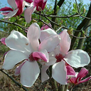 Magnolia liliflora