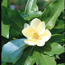 Magnolia virginiana 'Moonglow'
