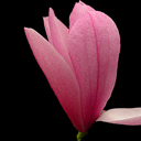 Magnolia x 'Galaxy'