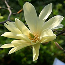 Magnolia x 'Gold Star'