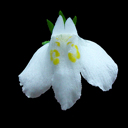 Mazus reptans alba