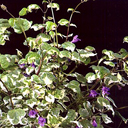 Meehania urticifolia 'Silver Sprinter'