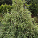 Metasequoia gly. 'White Spot'