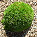 Minuartia stellaria 'Frank Cabot'