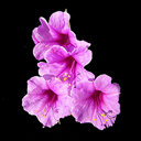 Mirabilis multiflora
