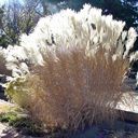 Miscanthus floridus giganteus