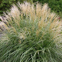 Miscanthus sinensis 'Adagio'