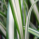 Miscanthus sinensis 'Cabaret'