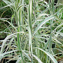 Miscanthus sinensis 'Cosmopolitan'