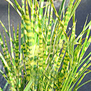 Miscanthus sinensis 'Gold Bar'