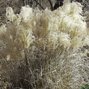 Miscanthus sinensis 'Graziella'