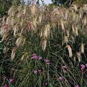 Miscanthus sinensis 'Kascade'