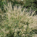 Miscanthus sinensis 'Little Kitten'